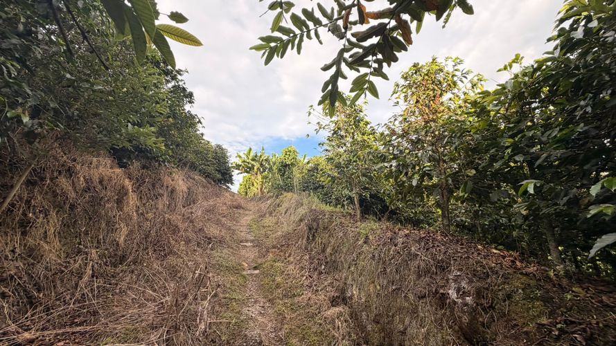Lote en venta en El Arenillo, Manizales · foto 20 de 23