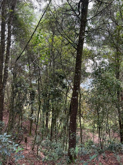 Lote en venta en Guarne · foto 11 de 12