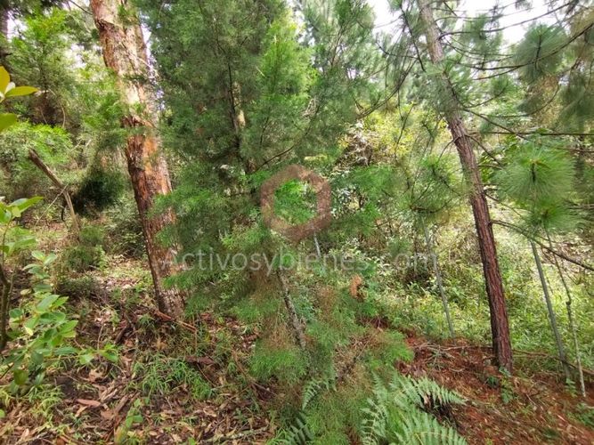Lote en venta en La Clara, Guarne, 5000 m² · foto 10 de 24