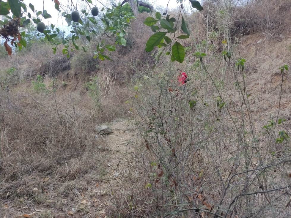 Land in Santafe de antioquia for Sale