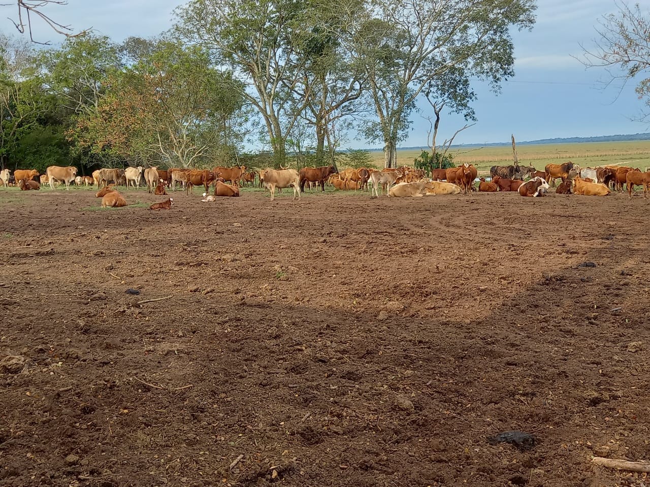 Venta de Estancia en Mbuyapey – Perfecta para Ganadería o Desarrollo