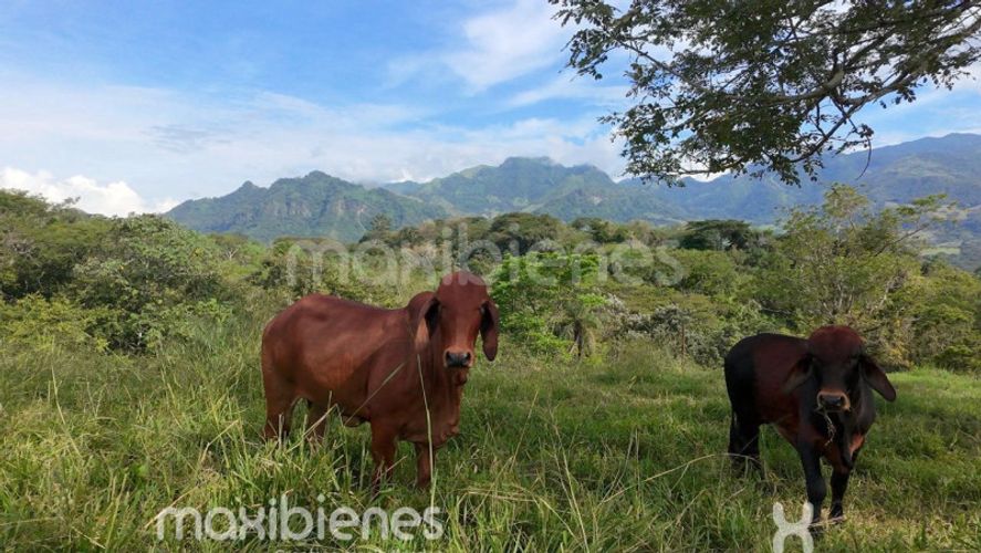 Finca en venta en Morron, Medellín, 460 m² · foto 21 de 24