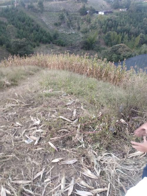Lote en venta en El Carmen De Viboral, El Carmen de Viboral, 7300 m² · foto 3 de 4