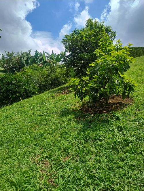 Lote en venta en Cerritos, Pereira, 2174 m² · foto 4 de 8