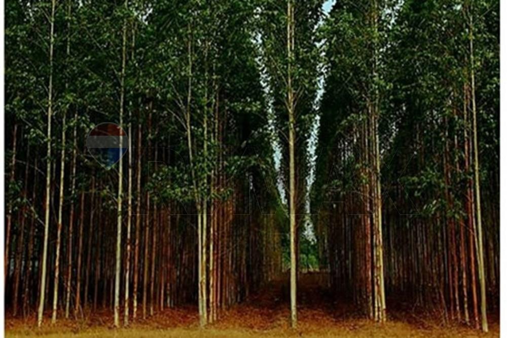TERRENO DE 70 HECTAREAS CON 12.874 ARBOLES DE EUCALIPTOS, EN CHORÉ EN VENTA. — foto 2