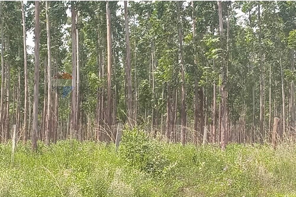 TERRENO DE 70 HECTAREAS CON 12.874 ARBOLES DE EUCALIPTOS, EN CHORÉ EN VENTA. — foto 3