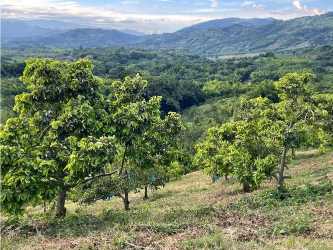 Finca en venta en Lleras, Manizales · foto 5 de 8