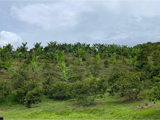 Finca en venta en Lleras, Manizales · foto 7 de 8