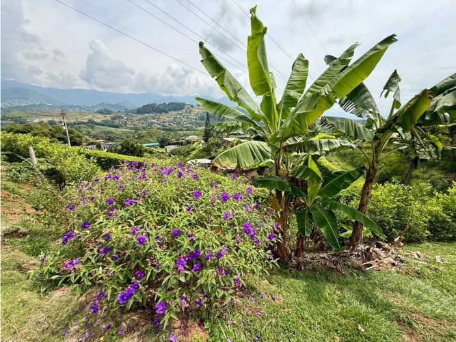 Lote en venta en Cambia, Manizales, 300 m² · foto 9 de 17