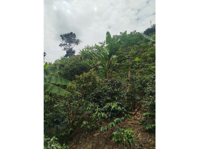Finca en venta en Patio Bonito, Manizales, 346 m² · foto 3 de 8