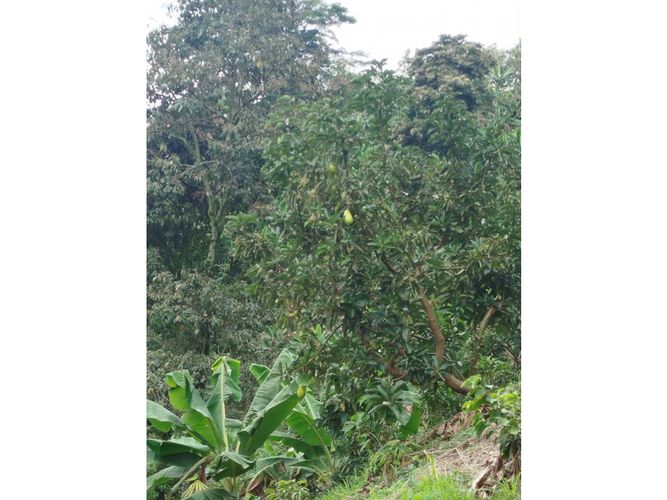 Finca en venta en Patio Bonito, Manizales, 346 m² · foto 4 de 8