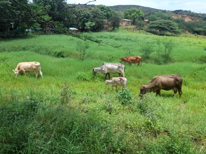 Finca en venta en Juan Frio, Villa del Rosario, 40000 m² · foto 3 de 20