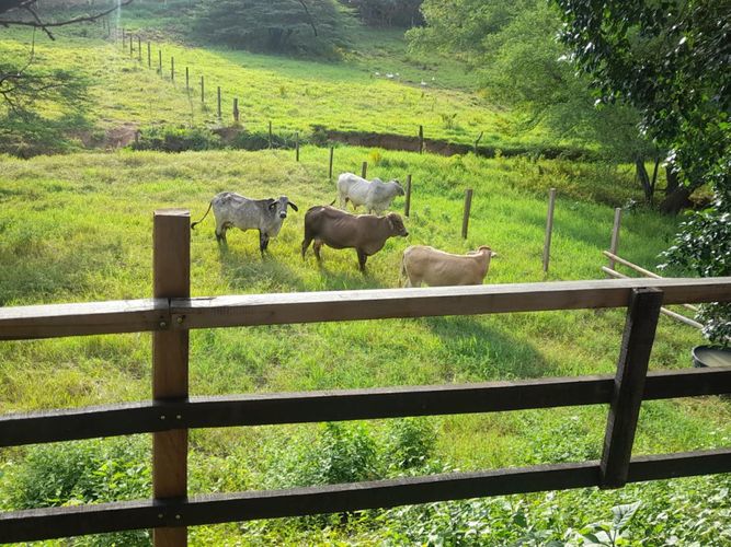 Finca en venta en Juan Frio, Villa del Rosario, 40000 m² · foto 4 de 20