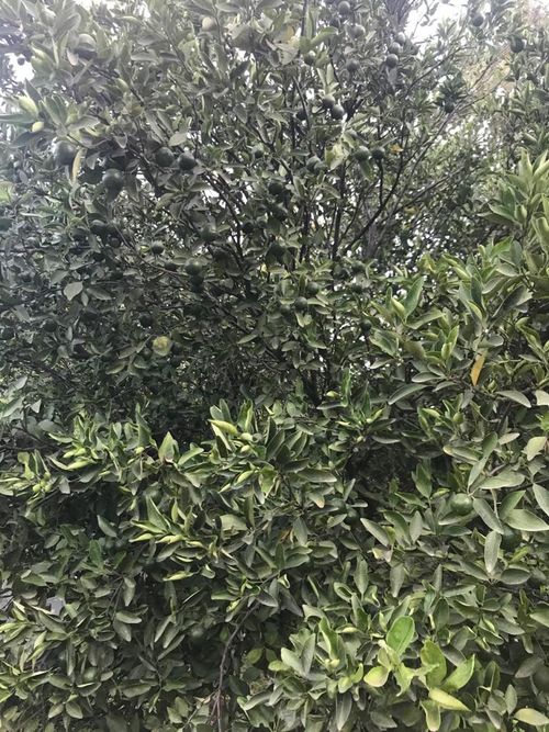 Finca en venta en Rural, Villa del Rosario, 240 m² · foto 13 de 16