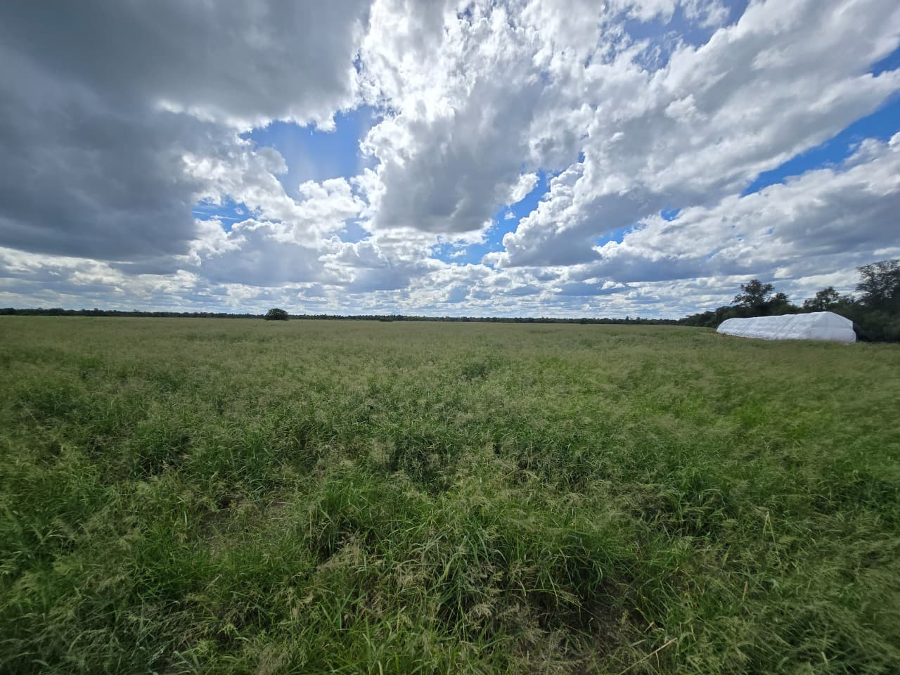 Exclusivo Campo Ganadero de Alta Productividad en Venta: Una Oportunidad Única de Inversión.