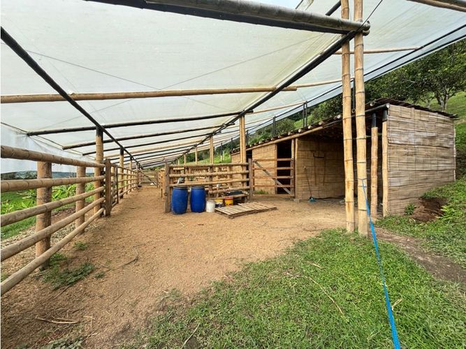 Finca en venta en Guayaquil Bajo, Armenia, 240 m² · foto 13 de 17