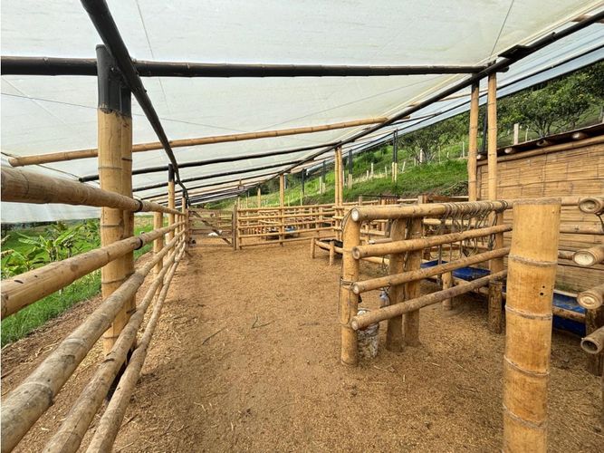 Finca en venta en Guayaquil Bajo, Armenia, 240 m² · foto 14 de 17