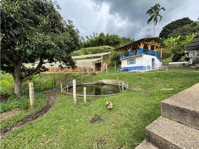 Finca en venta en Guayaquil Bajo, Armenia, 240 m² · foto 16 de 17