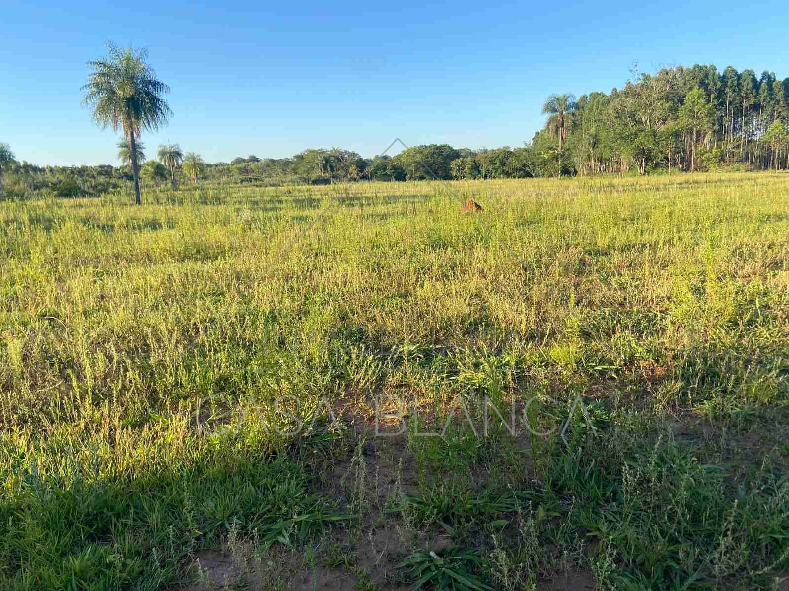 Venta! Terreno en Coronel Oviedo, A metros de la Av. Rodriguez de Francia — foto 2