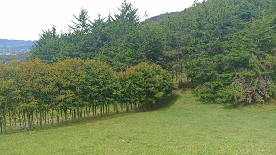 Lote en venta en San Nicolas, La Ceja, 10000 m² · foto 6 de 18
