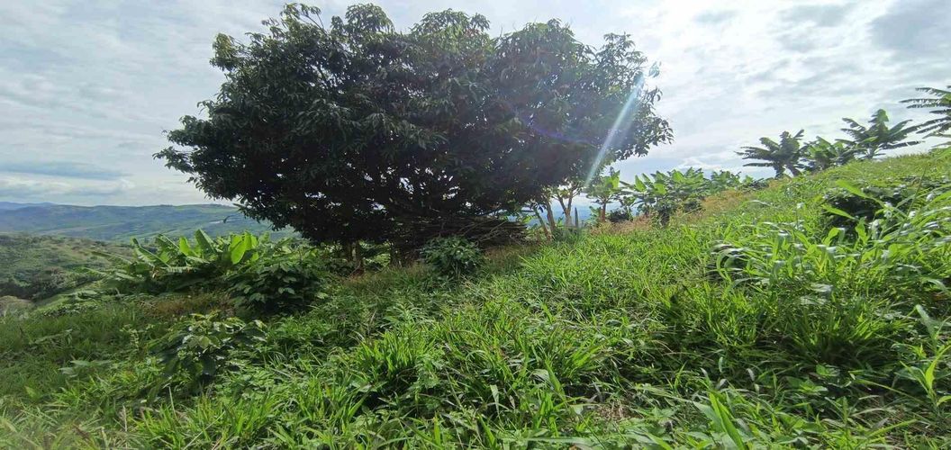 Lote en venta en San Peregrino, Manizales · foto 4 de 24