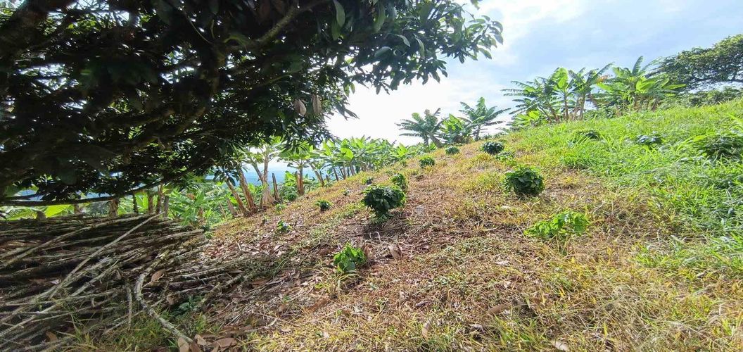 Lote en venta en San Peregrino, Manizales · foto 6 de 24