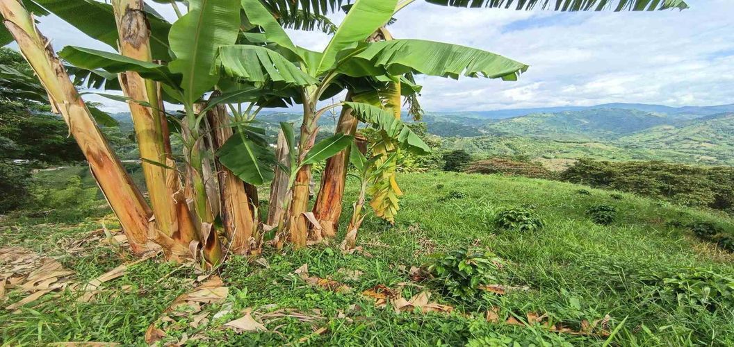 Lote en venta en San Peregrino, Manizales · foto 16 de 24