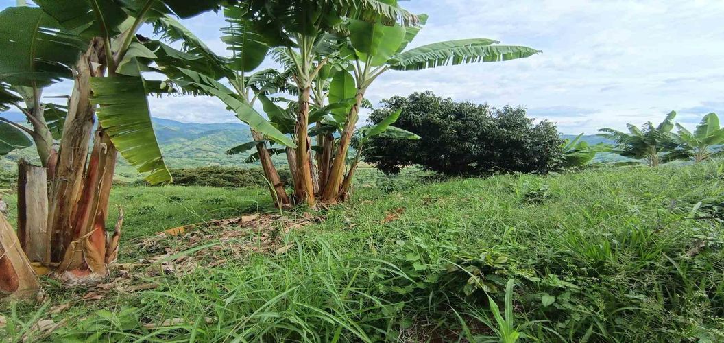 Lote en venta en San Peregrino, Manizales · foto 22 de 24