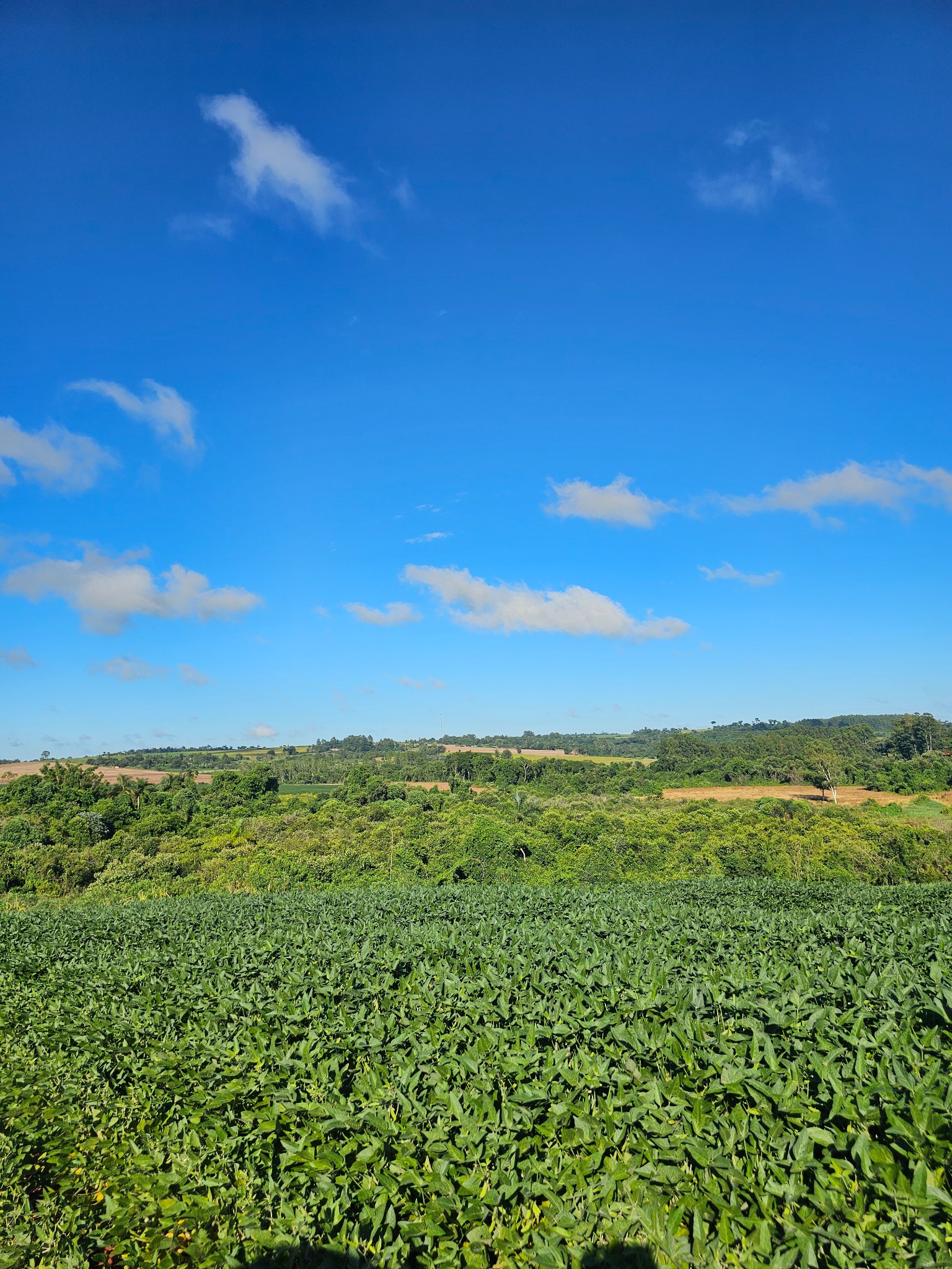 Campo en venta en Obligado — foto 3