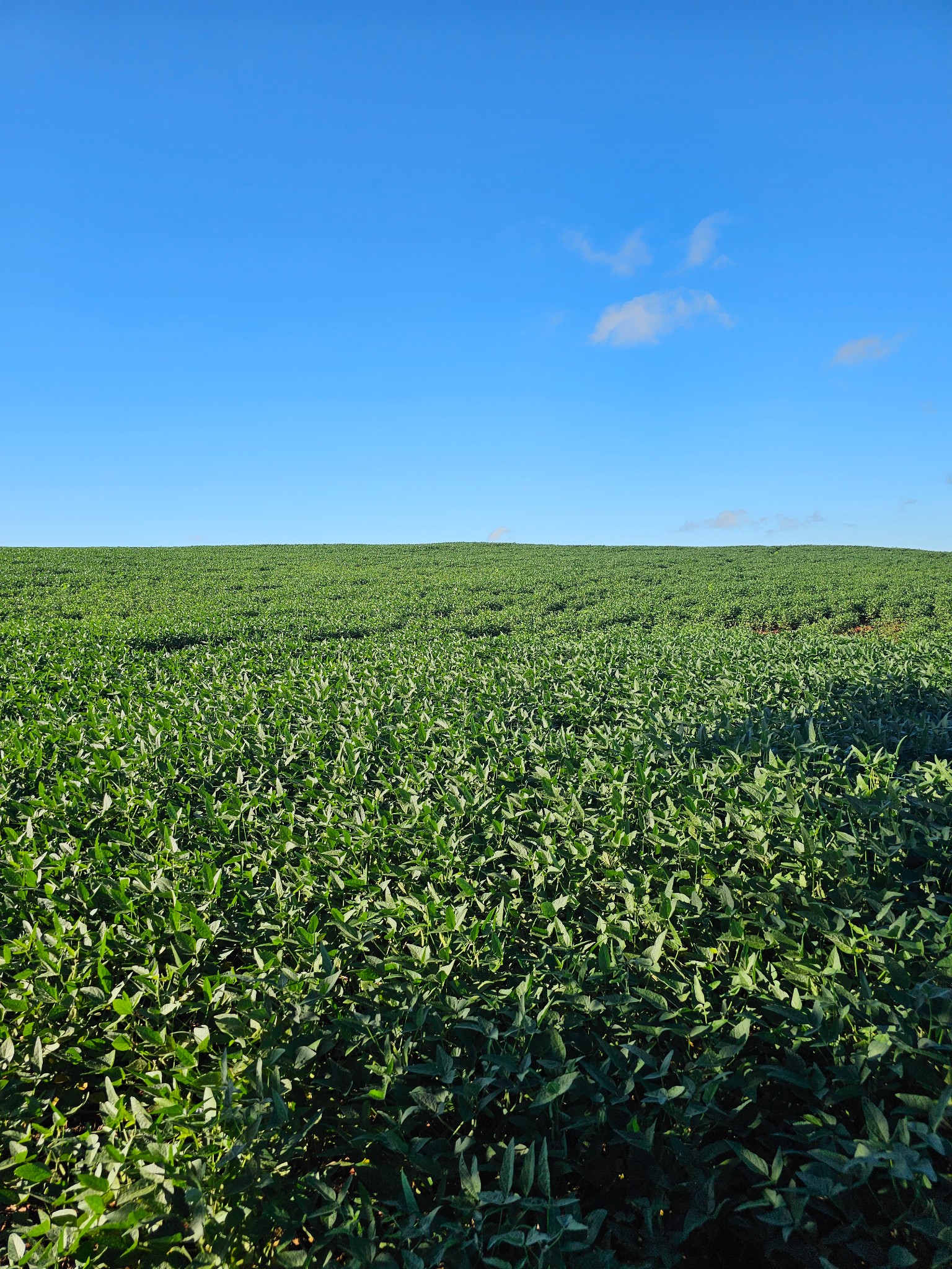 Campo en venta en Obligado — foto 2