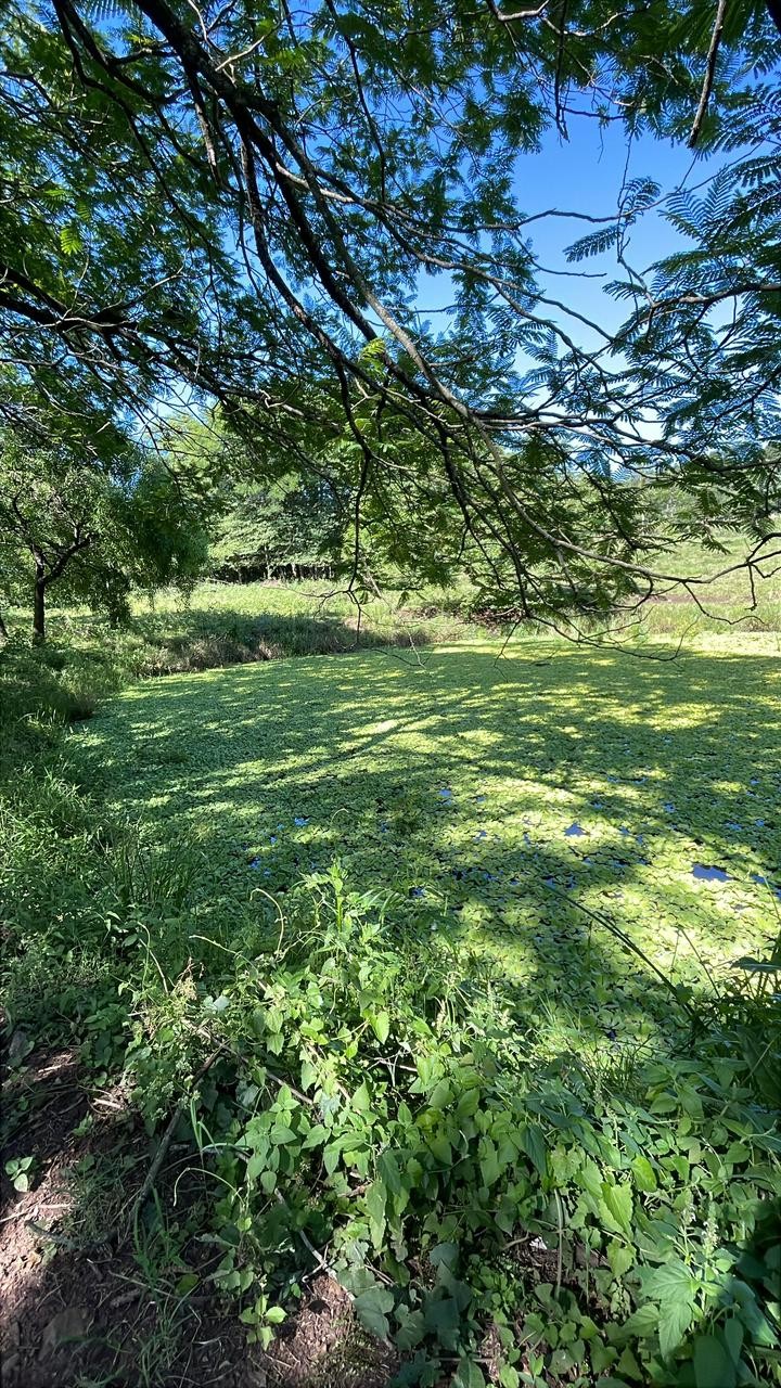 Vendo 9 hectareas en Caballero  A 1 km del asfalto A colonia santa Isabel — foto 2