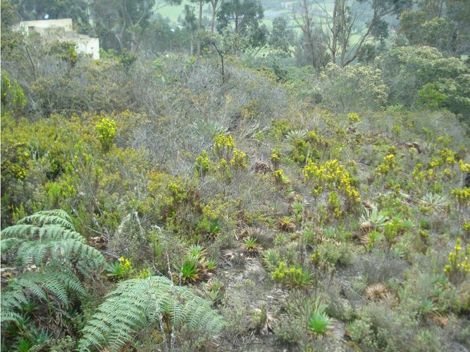 Lote en venta en Yerbabuena, Chía, 10000 m² · foto 19 de 24