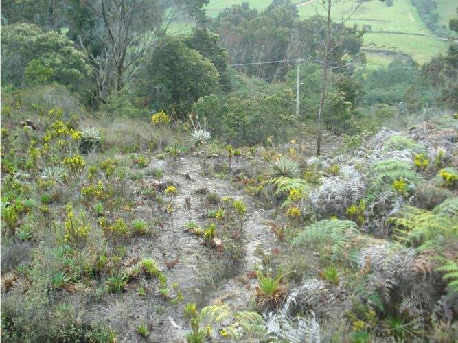 Lote en venta en Yerbabuena, Chía, 10000 m² · foto 23 de 24