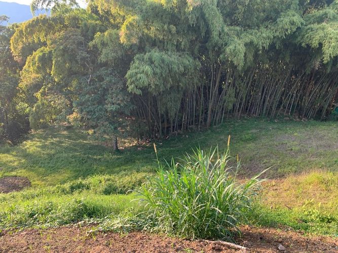 Lote en venta en El Rodeo, Dosquebradas, 8100 m² · foto 7 de 8