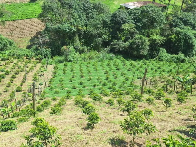 Finca en venta en San Gerardo, La Ceja, 75 m² · foto 11 de 20