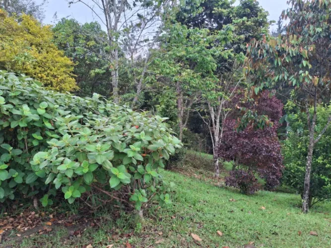 Lote en venta en Pantanillo, El Retiro, 10000 m² · foto 6 de 13