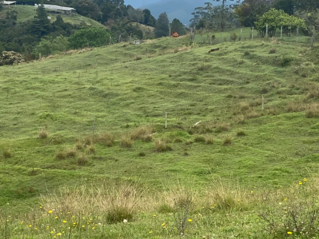 Land in Pantanillo (5000 m²) for Sale - 2