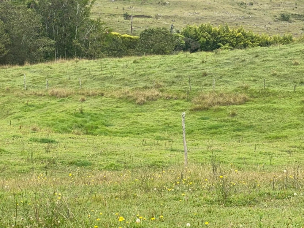 Land in Pantanillo (5000 m²) for Sale - 3
