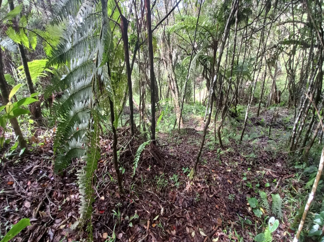Lote en venta en La Honda, Guarne, 10000 m² · foto 2 de 5