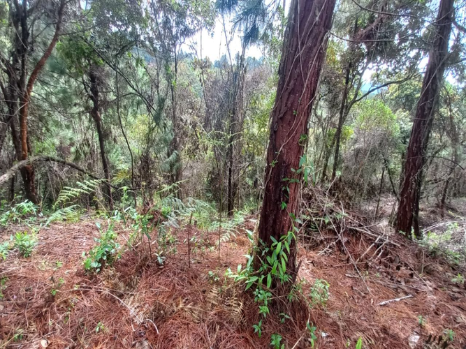 Lote en venta en La Honda, Guarne, 10000 m² · foto 4 de 14