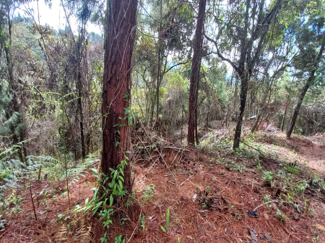Lote en venta en La Honda, Guarne, 10000 m² · foto 6 de 14