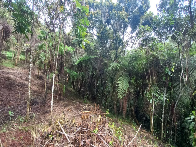 Lote en venta en La Honda, Guarne, 10000 m² · foto 7 de 14