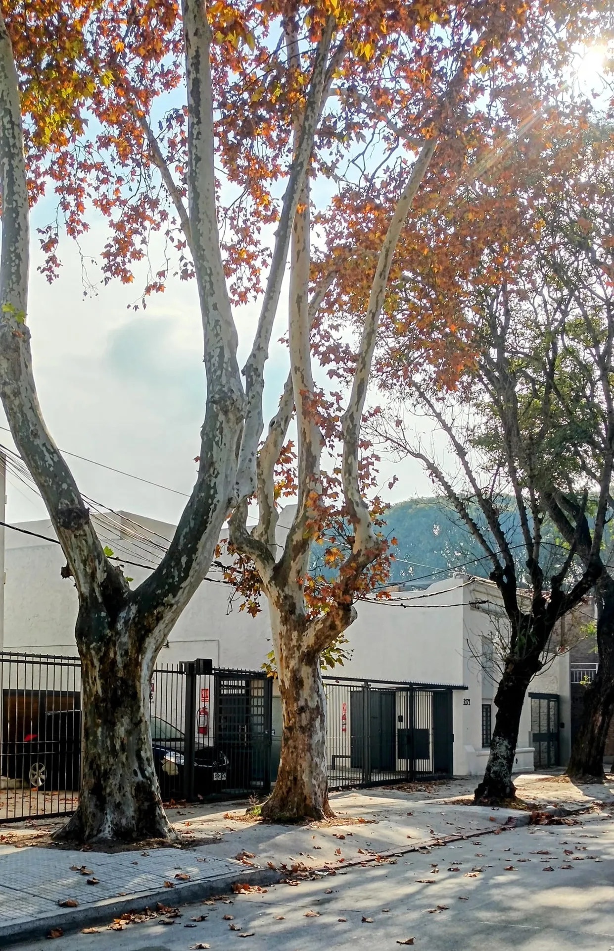 ALQUILER | Apartamento Duplex en Brazo Oriental con patio exclusivo · Foto 12