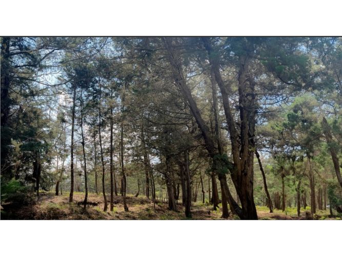 Lote en venta en Pantanillo, Envigado, 558 m² · foto 3 de 13