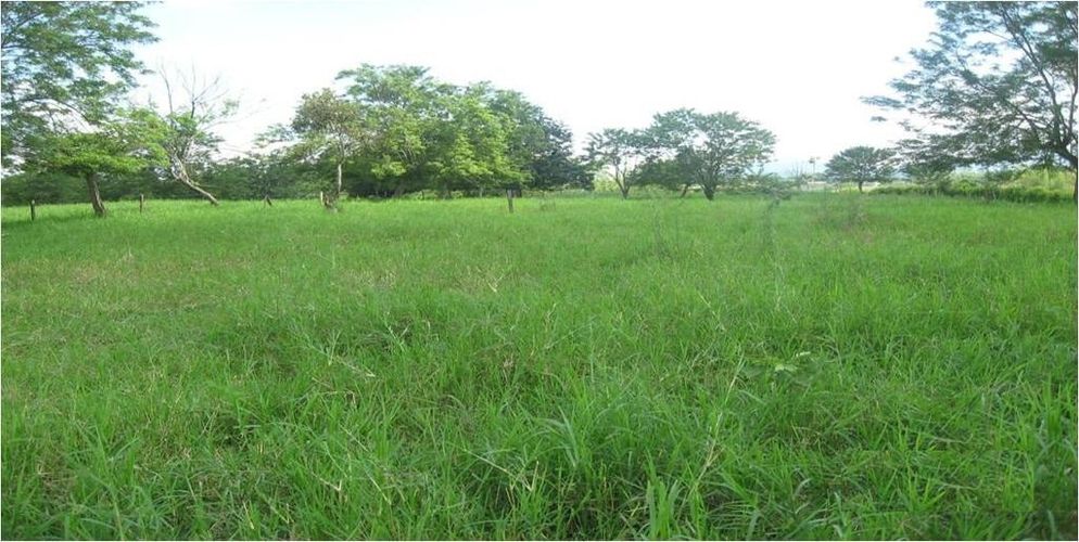 Lote en arriendo en Morelia, Pereira, 80250 m² · foto 3 de 5