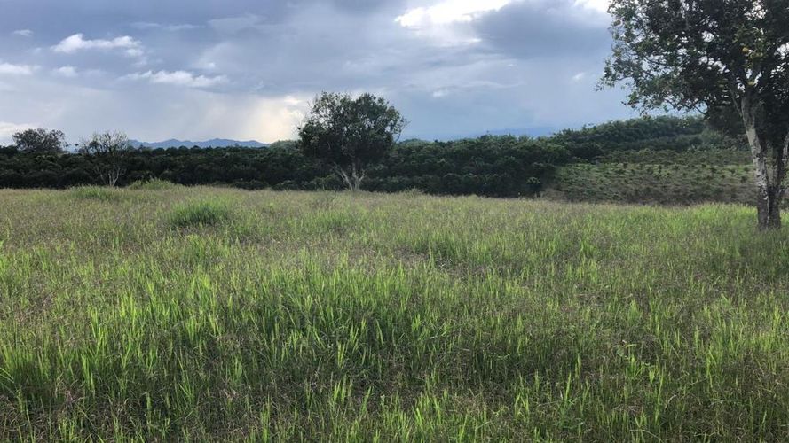 Lote en arriendo en Morelia, Pereira, 80250 m² · foto 5 de 5