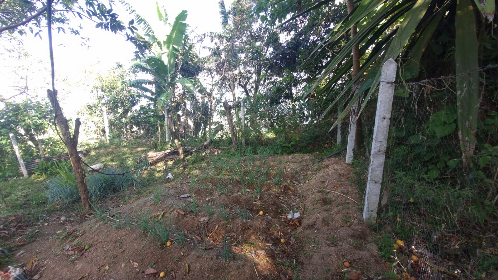Finca en venta en Los cauchos parte alta, Ibagué