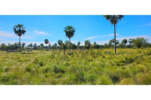 EN VENTA ESTANCIA SOBRE RUTA TRANSCHACO KM 130 - DEPARTAMENTO DE PRESIDENTE HAYES — foto 3
