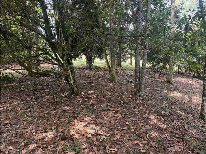 Lote en venta en Guamito, La Ceja, 2925 m² · foto 10 de 11