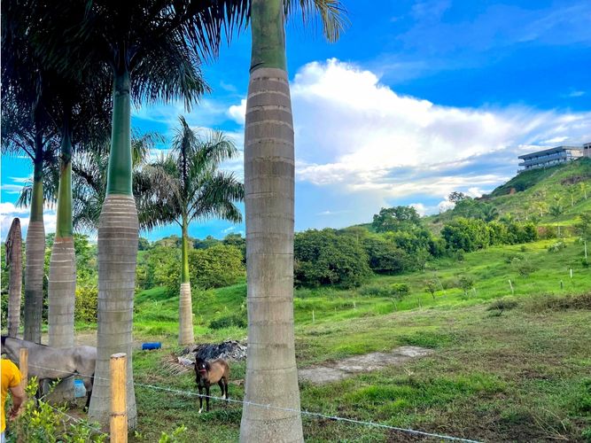 Lote en venta en Cerritos, Pereira, 2414 m² · foto 5 de 8